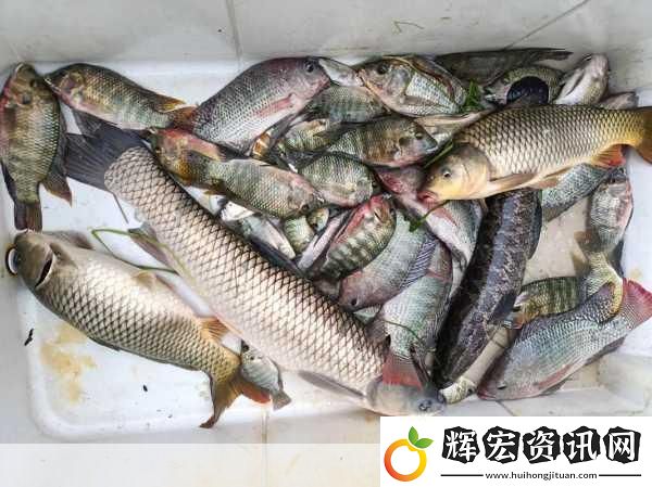 泡泡先鋒釣魚秘籍