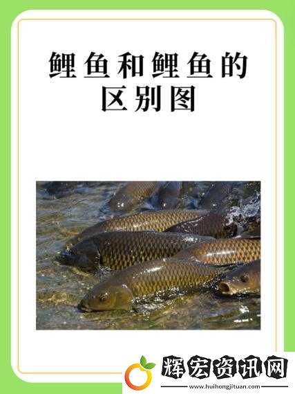 鯉魚(yú)吸水和會(huì)夾的區(qū)別