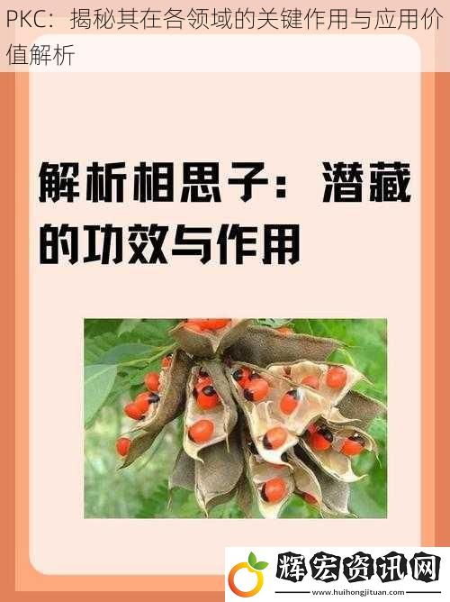 PKC：揭秘其在各領域的關鍵作用與應用價值解析