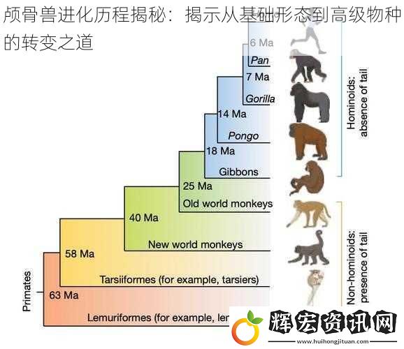 顱骨獸進(jìn)化歷程揭秘：揭示從基礎(chǔ)形態(tài)到高級(jí)物種的轉(zhuǎn)變之道